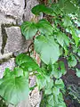 Foliage close-up.