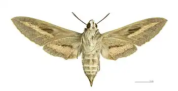 Female