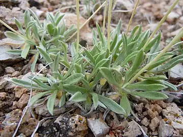 Close-up of basal leaves