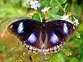 Hypolimnas bolina on Duranta