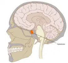 Pituitary