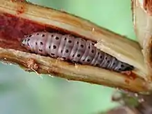 The mahogany shoot-borer (Hypsipyla grandella) damages mahogany in Brazil.