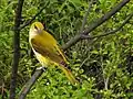 Female Indian Golden Oriole