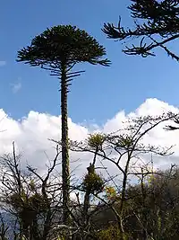 Araucaria, known as monkey puzzle tree