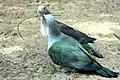 Imperial Green Pigeon (Ducula aenea) spotted at Sajnakhali Wildlife Sanctuary