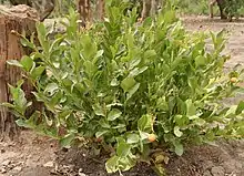 A small, shrub-like plant of the genus Icacina growing several yellow berries.