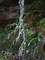 Ivy covered with a thick layer of ice