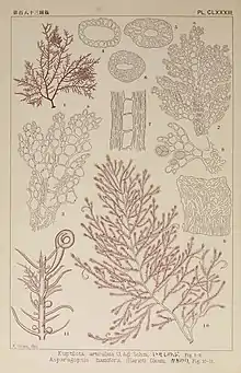 Bonnemaisonia hamifera, figures 10 and 11