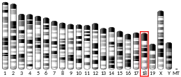 Chromosome 18 (mouse)