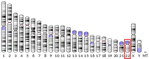 Chromosome 22 (human)