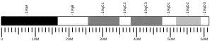 Chromosome 19 (mouse)