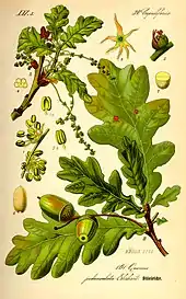 Image 25Buds, leaves, flowers and fruit of oak (Quercus robur) (from Tree)