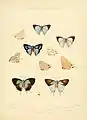 Illustrations of diurnal Lepidoptera Plate 20