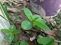 Saplings of Impatiens balsamina. The cotyledons are visible.