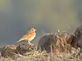 Indian bushlark (Mirafra erythroptera)