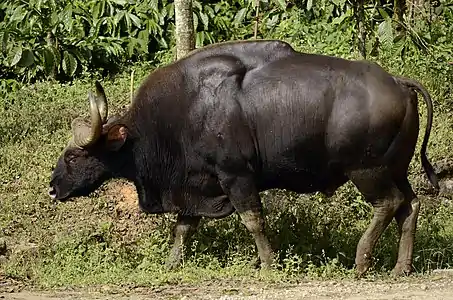 Black bovid