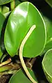 Peperomia obtusifolia leaf and flower spike