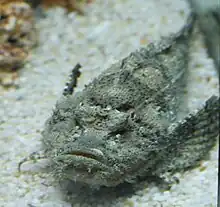 Inimicus didactylus (goblinfish or popeyed sea goblin)