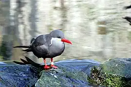 Inca tern