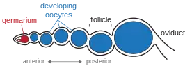 Diagram of ovariole