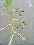 Fruits of Ipomoea aquatica