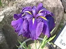 Iris ensata var. ensata