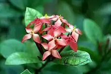 Ixora coccinea