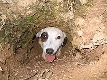 A working Jack Russell terrier exits a den pipe