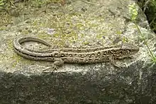 Sand lizard