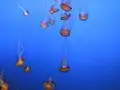 Swarms of jellyfish also prey on copepods