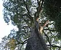 Canopy of the same tree in Vassununga State Park.