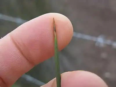 Sharp leaf tip of Juncus acutus