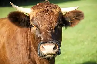 Head of a bullock