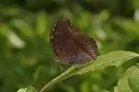 Underside