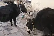 Bulls in Kagbeni