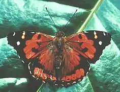 Vanessa tameamea,Kamehameha butterfly