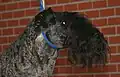 Kerry blue terrier with black mask. Although the coat on the body has lightened in color in a process known as "clearing" or "greying", the mask has retained its original color.