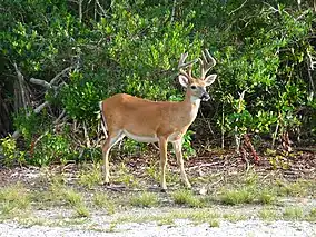 Image 23Key deer in the lower Florida Keys (from Geography of Florida)