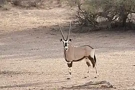 The gemsbok or oryx, for which the original parks were named, standing in a dry riverbed