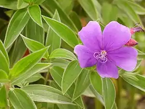 Melastoma malabathricum, Thai: โคลงเคลงขี้นก Khlong Khe Long Khi Nok, a flower seasonally carpeting wide areas of grassland on the higher slopes of the range.