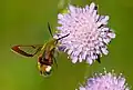 Hemaris fuciformis hovering at Scabiosa