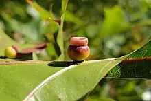 Kokkocynips rileyi oak gall