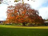 Tree near the castle