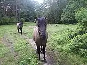 Polish ponies, a.k.a. "koniki"