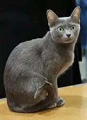 Wang Kaang Raang, a female korat in Vantaa Cat Show, Finland.