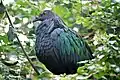 Nicobar pigeon at Munich Zoo Hellabrunn