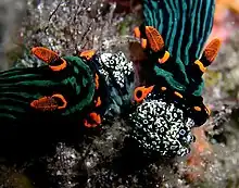 N. kubaryana eating Oxycorynia fascicularis tunicates