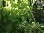 Cucumber tendril