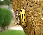 Chrysalis