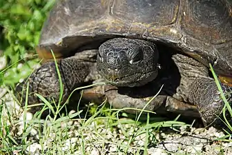 Gopher turtle (Gopherus polyphemus)